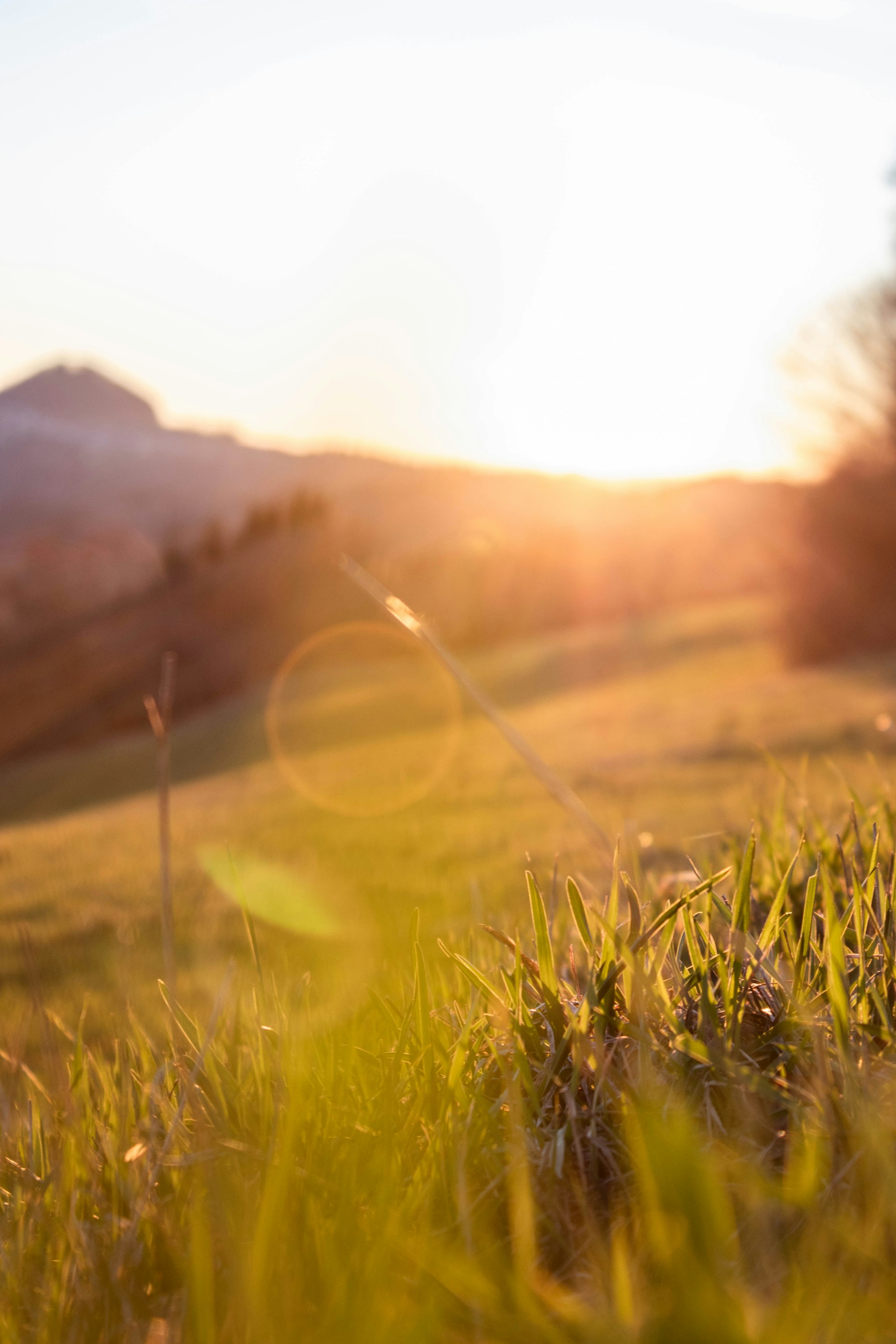 Golden morning light over a meadow